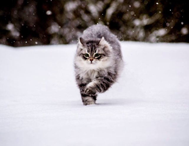 From Siberia with&nbsp;Love!